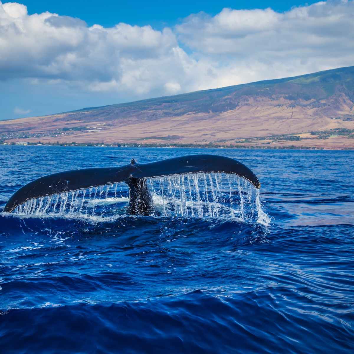 Whale Season on Maui