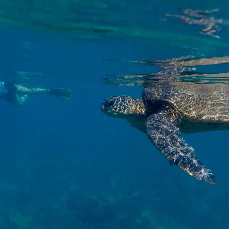 Fishes & Turtles Oh My! A Maui Snorkel Guide